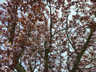 Spring cherry blossom in Netherlands. Beautiful branch of pink cherry flowers in spring. Cherry blossoms closeup pink blooms in spring.Pink trumpet tree blooming in the park, ornamental flower.