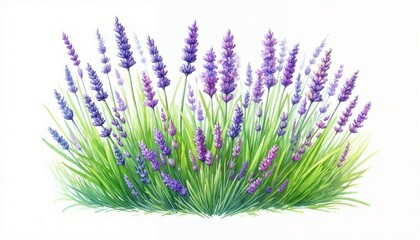 Lavender field illustration, clipart, copy space
