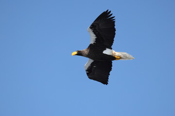 Steller's sea eagle (Haliaeetus pelagicus), also known as the Pacific sea eagle or white-shouldered eagle, is a very large diurnal bird of prey in the family Accipitridae.