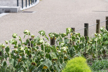 うなだれた夏の終わりのヒマワリ