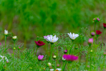 初秋に咲く色とりどりのコスモス