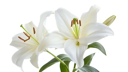 Fototapeta premium 純白のユリ