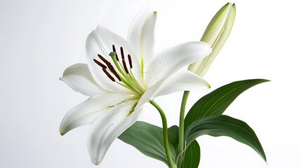 Obraz premium 純白のユリ