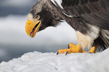 Steller's sea eagle (Haliaeetus pelagicus), also known as the Pacific sea eagle or white-shouldered eagle, is a very large diurnal bird of prey in the family Accipitridae.