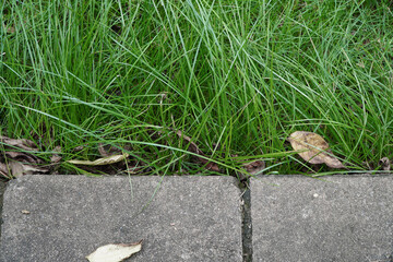 Close-Up View of Lush Green Grass and Dry Leaves Next to a Grey Stone Pathway in Nature
