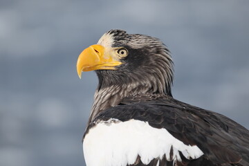 Steller's sea eagle (Haliaeetus pelagicus), also known as the Pacific sea eagle or white-shouldered eagle, is a very large diurnal bird of prey in the family Accipitridae.