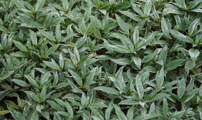 Dense Green Leaves with Water Droplets Creating a Lush Natural Foliage Background