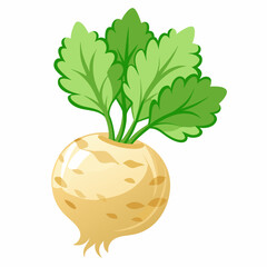 Celeriac vegetable isolated vector