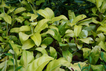 Lush Green And Yellow Leaves In A Vibrant Natural Garden Setting During Daylight