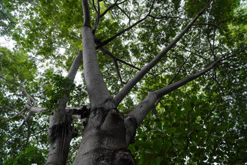 Fototapeta premium Lush Green Tree with Spreading Branches and Dense Canopy in Natural Outdoor Environment