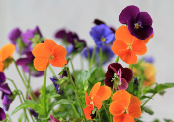Colorful pansies flowers in the garden. A close-up shot.
