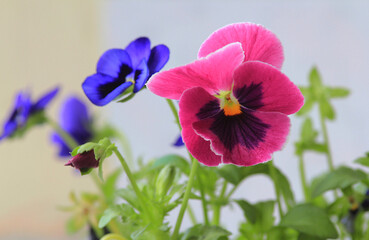 Purple and blue flowers pansies close-up on a blurred background. Suitable for garden, flower beds, landscaping