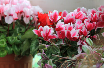 Bright red cyclamen flowers with green leaves. A close-up shot.
