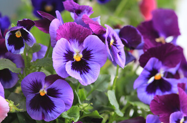 Purple and blue flowers pansies close-up on a blurred background. Suitable for garden, flower beds, landscaping