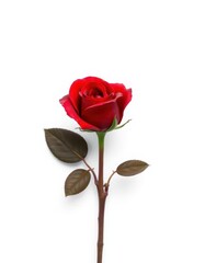 Fototapeta premium A single, perfect red rose, petals unfurled, isolated on pure white, celebration, anniversary