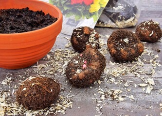 Planting new begonia tubers in spring.