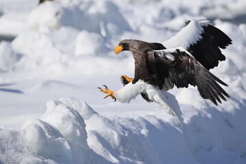 Steller's sea eagle (Haliaeetus pelagicus), also known as the Pacific sea eagle or white-shouldered eagle, is a very large diurnal bird of prey in the family Accipitridae.