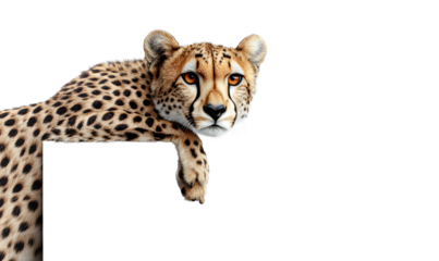 Cheetah Resting with Intense Gaze White Banner Isolate on Transparent Background, cutout, png