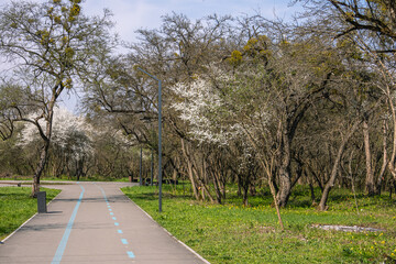 A path in the park with markings for cycling. Bike path in the city park. White flowers bloomed on the fruit trees. A place for walking and outdoor activities.