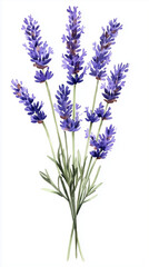 Naklejka premium Watercolor Illustration of Lavender Bouquet. Watercolor Botanical Illustration of Lavender Bouquet Isolated on White Background. Vintage Style Floral Decoration