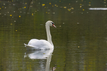 white swan with elegant body tension, mute swan swimming in the lake, white swan and coot in the background, water birds on the lake, Cygnus olor