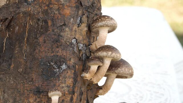 A cluster of shiitake mushrooms grows from the rough bark of a decaying log. The textured caps and sturdy stems contrast against a blurred background, highlighting forest fungi.