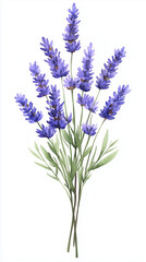 Naklejka premium Watercolor Illustration of Lavender Bouquet. Watercolor Botanical Illustration of Lavender Bouquet Isolated on White Background. Vintage Style Floral Decoration