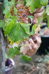 Vendanges manuelles dans les Corbières (Languedoc)