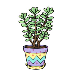 Fototapeta premium Cute houseplant with layered leaves and rainbow zigzag pot, isolated on white
