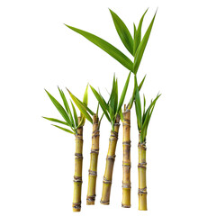 Fototapeta premium Sugarcane stalks with green leaves.