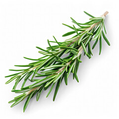 rosemary twig isolated on white