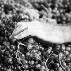 Vendanges manuelles dans les Corbières (Languedoc)