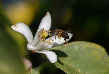 Bees busy collecting pollen from a delicate white flower in a sunlit garden during spring