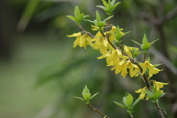 黄金色の花が爆発するように咲く