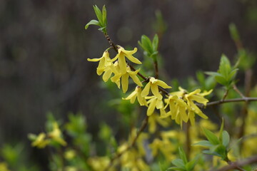 黄金色の花が爆発するように咲く