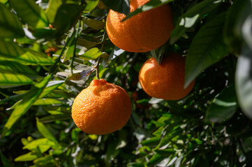 Enchanting grove showcasing ripe oranges hanging from lush green branches under bright sunlight