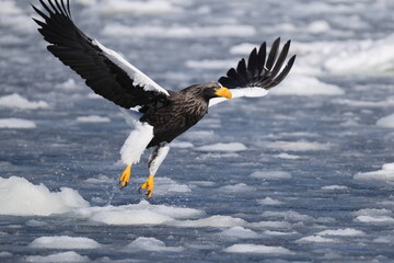 Obraz premium Steller's sea eagle (Haliaeetus pelagicus), also known as the Pacific sea eagle or white-shouldered eagle, is a very large diurnal bird of prey in the family Accipitridae.