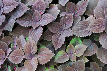 Abstract leaf pattern on leaf surface, leaf pattern background, nature background and wallpaper.