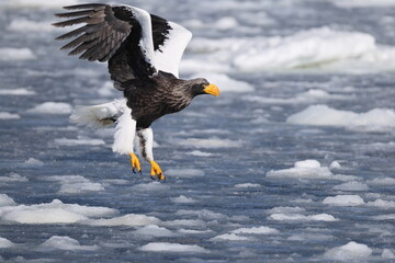 Steller's sea eagle (Haliaeetus pelagicus), also known as the Pacific sea eagle or white-shouldered eagle, is a very large diurnal bird of prey in the family Accipitridae.