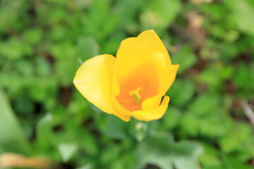 満開のチューリップ