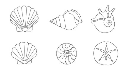 Seashells line art: scallops, spiral, and sand dollar. White background    