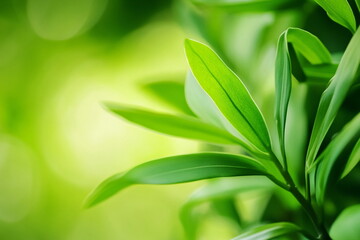 Fototapeta premium Fresh Green Leaves in Sunlight with Soft Focus Background