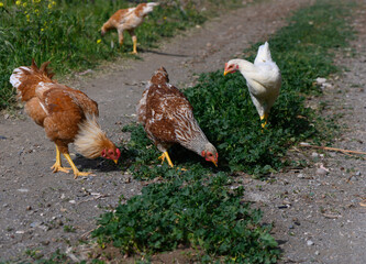 Chickens foraging in a lush green garden path on a sunny day, showcasing a blend of vibrant feathers and natural surroundings