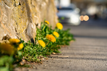View of blooming dandelions growing along the road near a stone wall