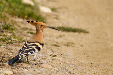 (Upupa epops), sitting on the ground and looking for food