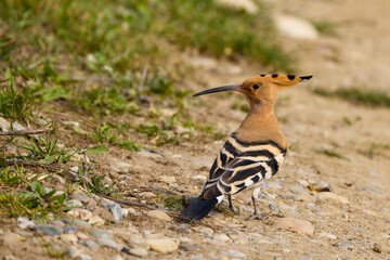 (Upupa epops), sitting on the ground and looking for food