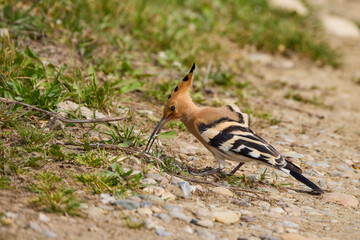 (Upupa epops), sitting on the ground and looking for food