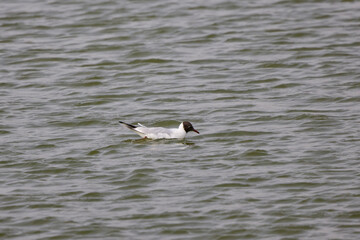 A beautiful seagull flying over a lake