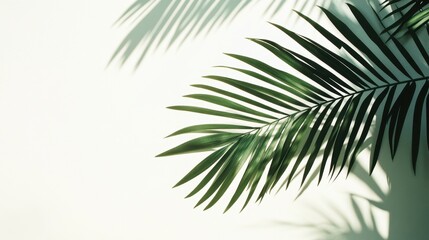 Obraz premium Palm leaf casts soft shadow on white background with bright natural sunlight creating tropical summer atmosphere