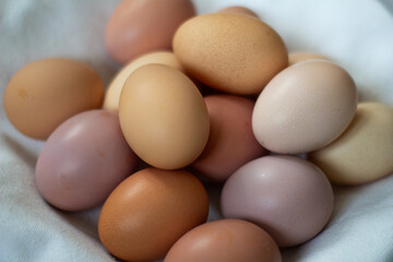 Assortment of Chicken Eggs in Natural Light